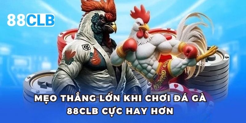 Mẹo thắng lớn khi chơi đá gà 88CLB cực hay